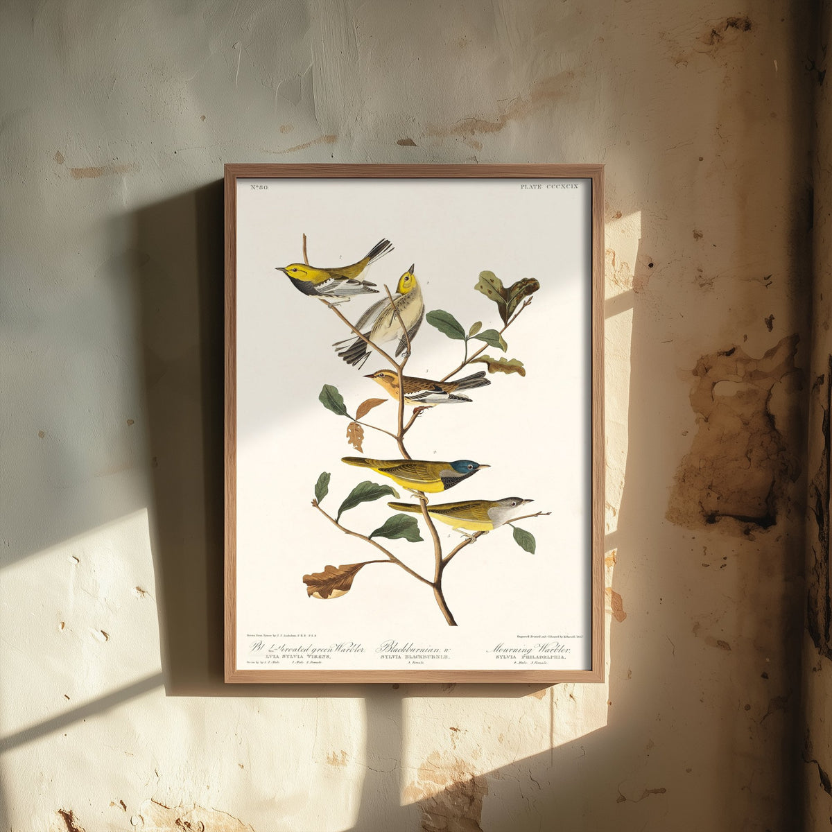 Black-throated Green Warbler Art Print - John James Audubon Poster - Birds of America Vintage Illustration