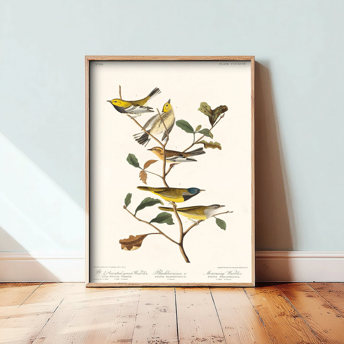 Black-throated Green Warbler Art Print - John James Audubon Poster - Birds of America Vintage Illustration