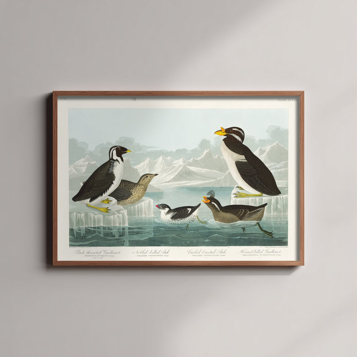 Ancient Murrelet Art Print - John James Audubon Poster - Birds of America Vintage Illustration