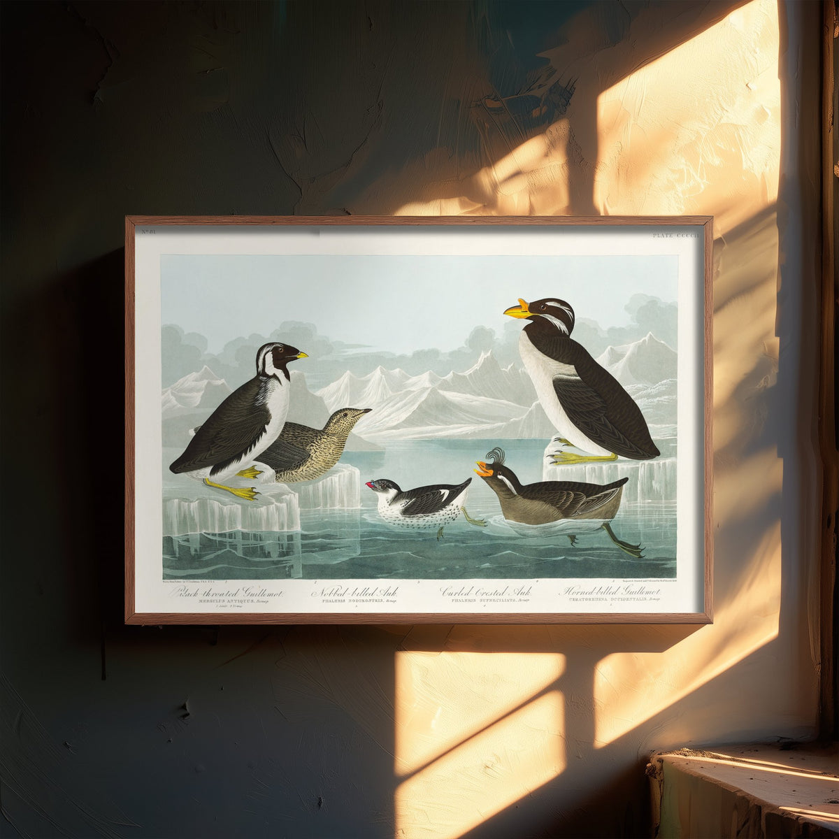 Ancient Murrelet Art Print - John James Audubon Poster - Birds of America Vintage Illustration