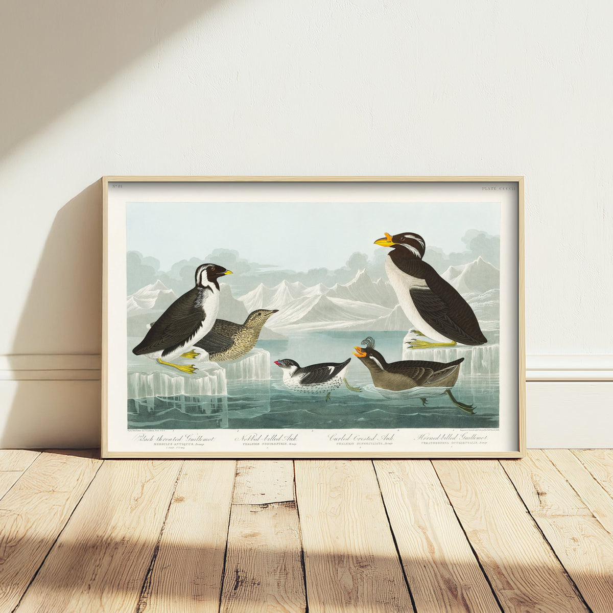 Ancient Murrelet Art Print - John James Audubon Poster - Birds of America Vintage Illustration