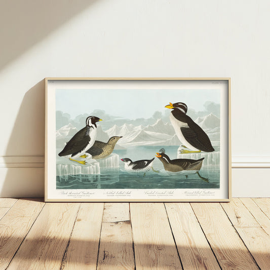 Ancient Murrelet Art Print - John James Audubon Poster - Birds of America Vintage Illustration
