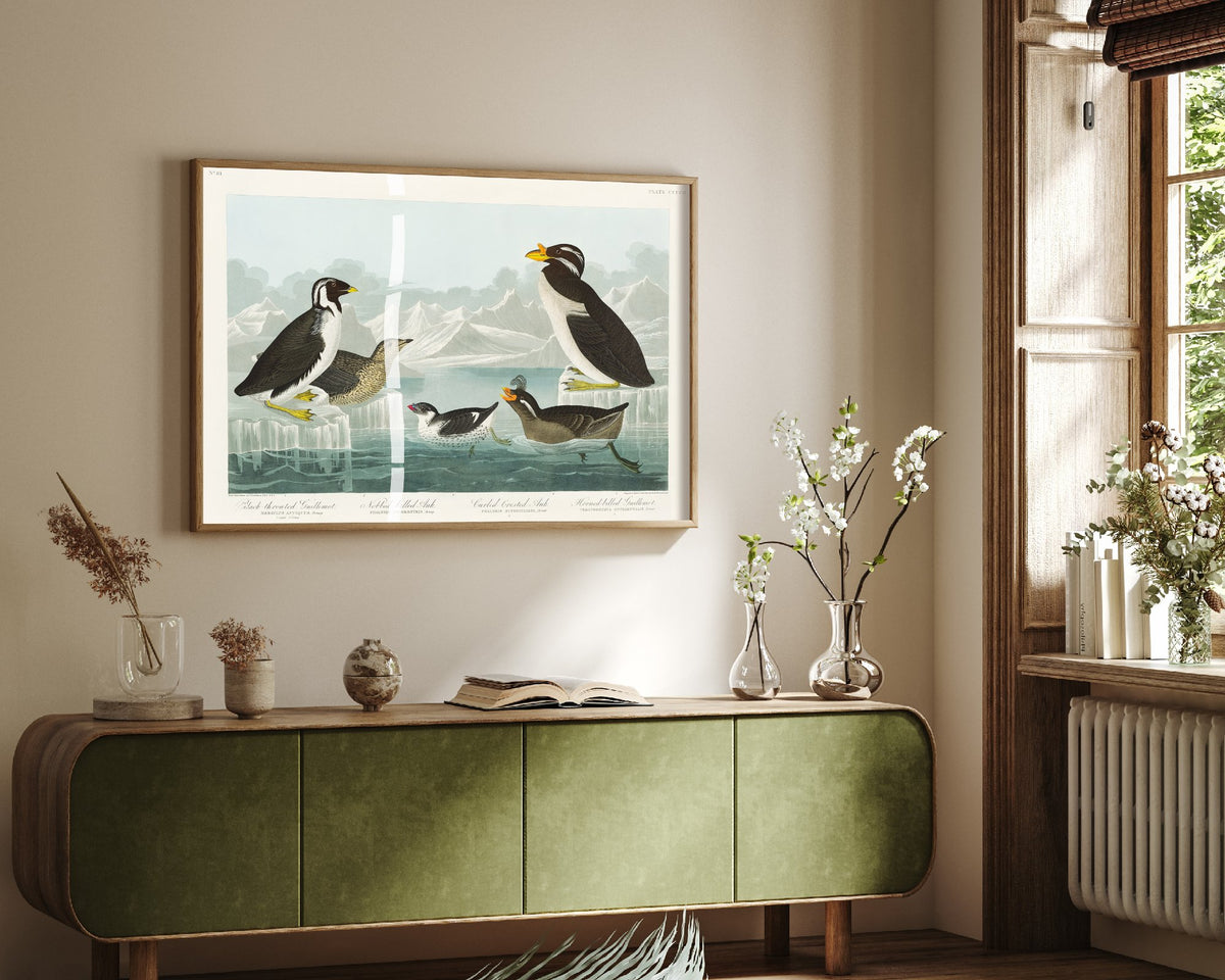 Ancient Murrelet Art Print - John James Audubon Poster - Birds of America Vintage Illustration