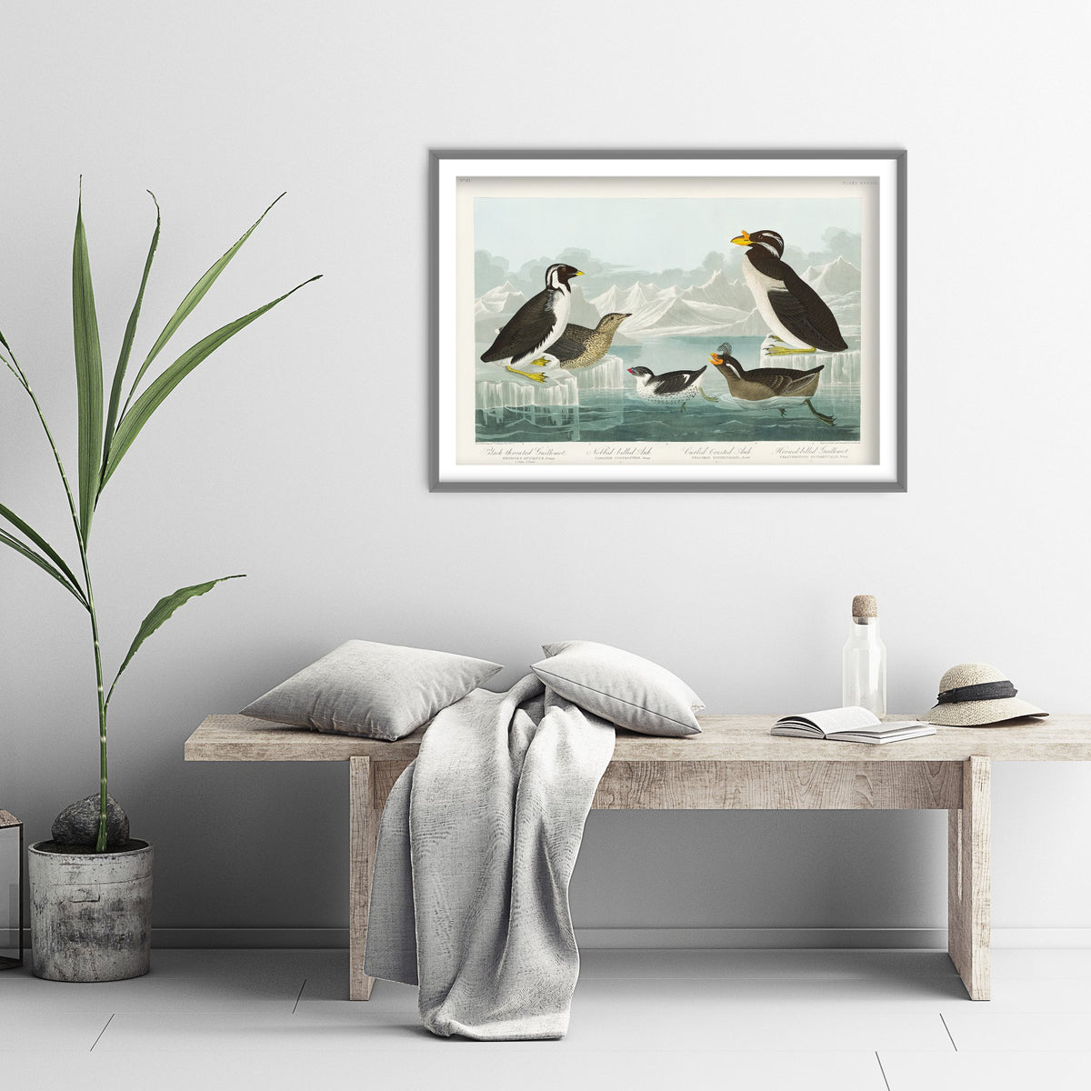 Ancient Murrelet Art Print - John James Audubon Poster - Birds of America Vintage Illustration