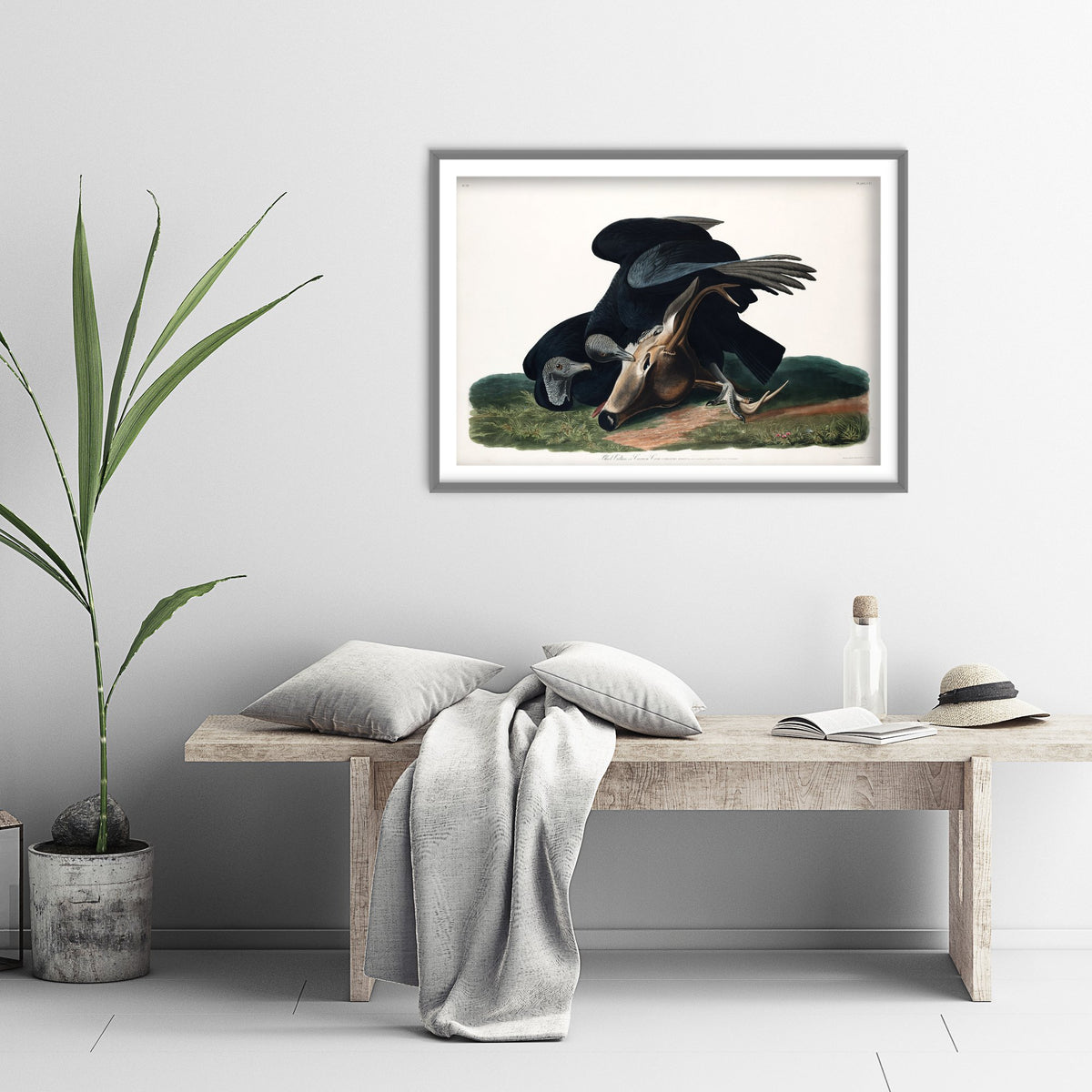 Black Vulture Art Print - John James Audubon Poster - Birds of America Vintage Illustration