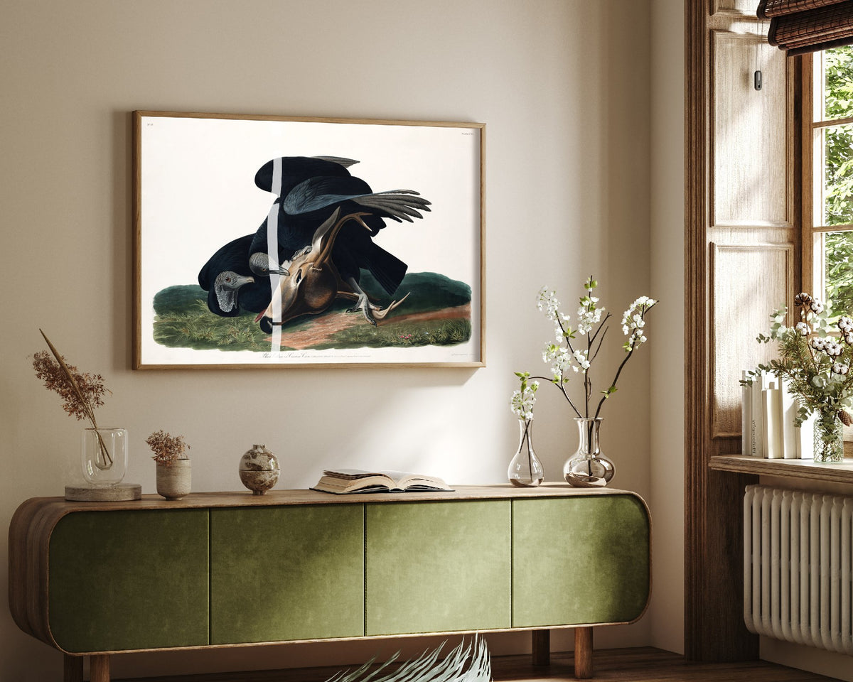 Black Vulture Art Print - John James Audubon Poster - Birds of America Vintage Illustration