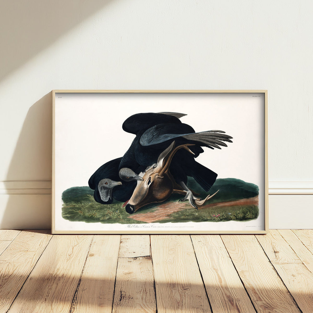 Black Vulture Art Print - John James Audubon Poster - Birds of America Vintage Illustration