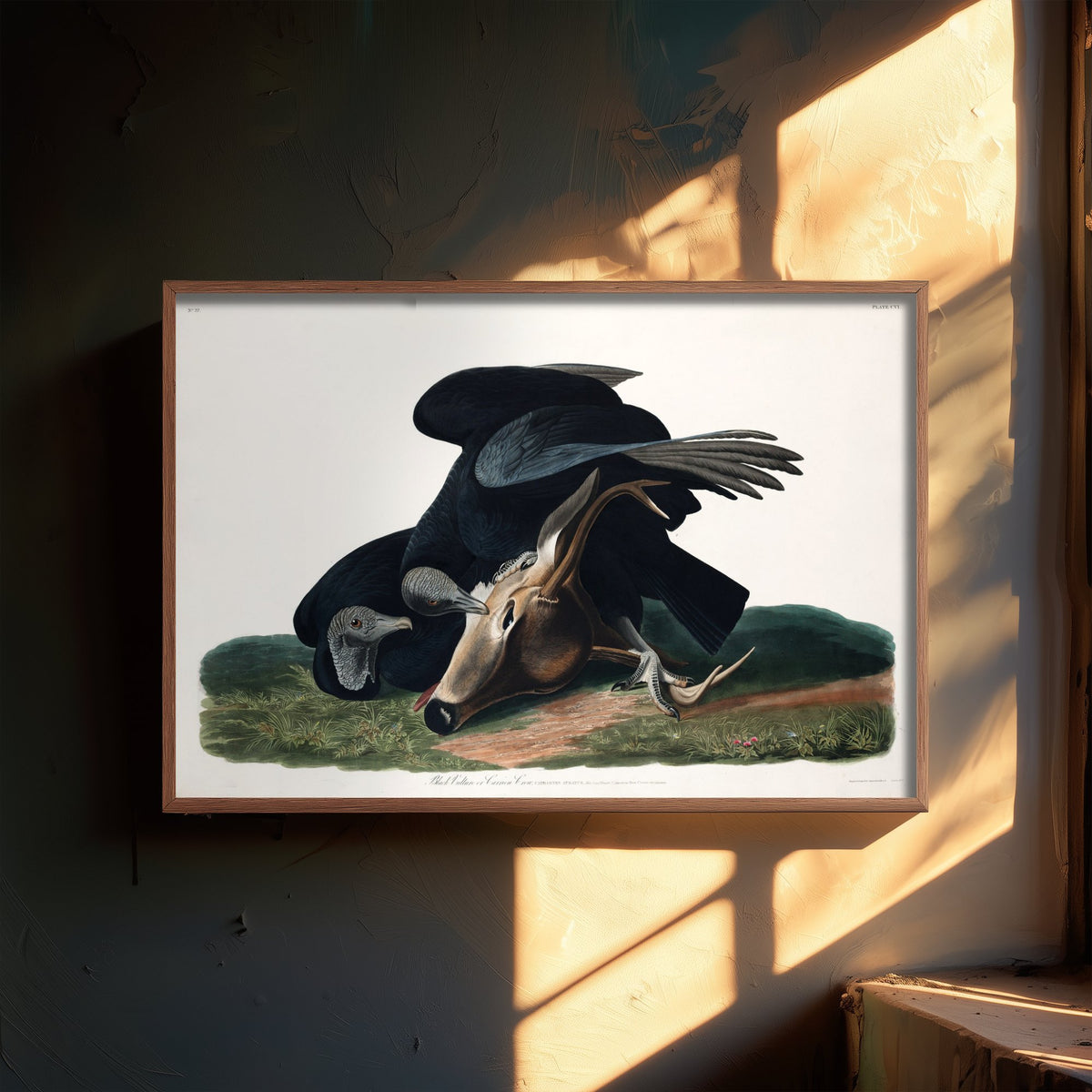 Black Vulture Art Print - John James Audubon Poster - Birds of America Vintage Illustration