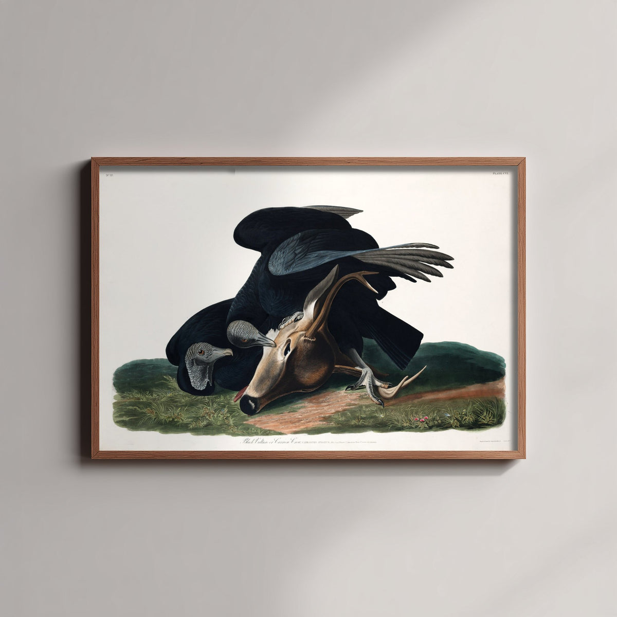 Black Vulture Art Print - John James Audubon Poster - Birds of America Vintage Illustration