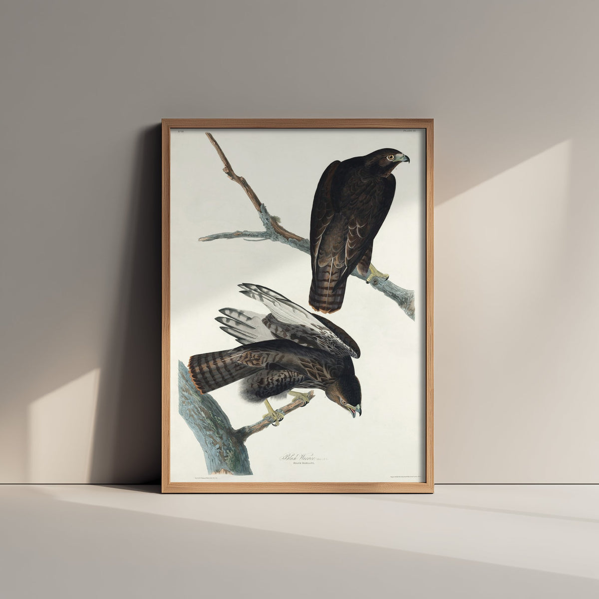 Harlan's Hawk Art Print - John James Audubon Poster - Birds of America Vintage Illustration