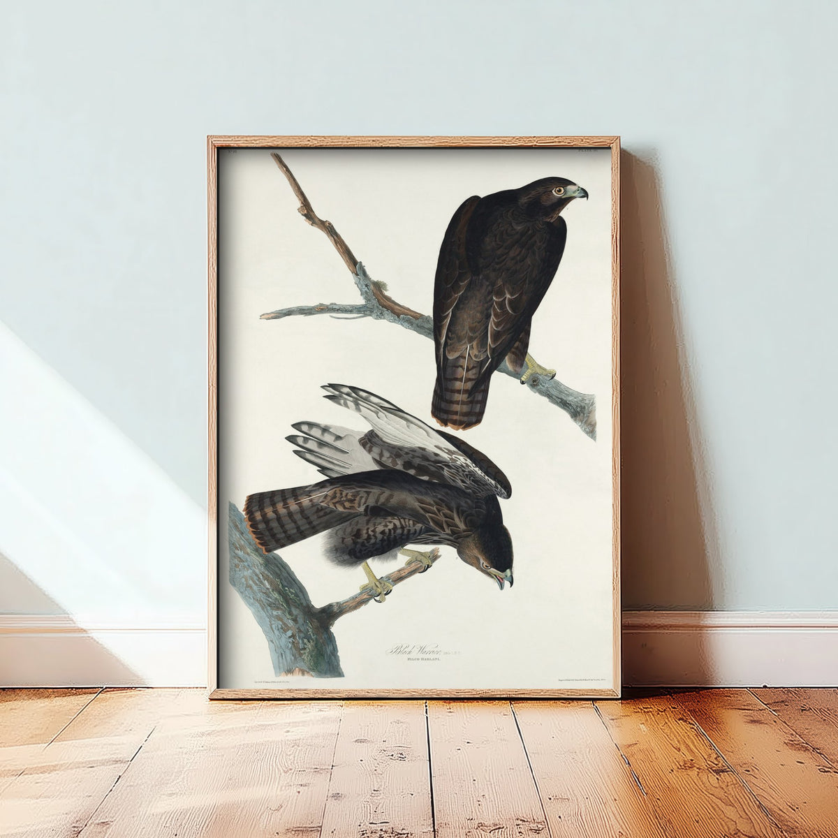 Harlan's Hawk Art Print - John James Audubon Poster - Birds of America Vintage Illustration