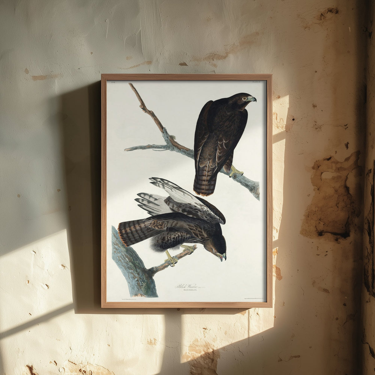 Harlan's Hawk Art Print - John James Audubon Poster - Birds of America Vintage Illustration
