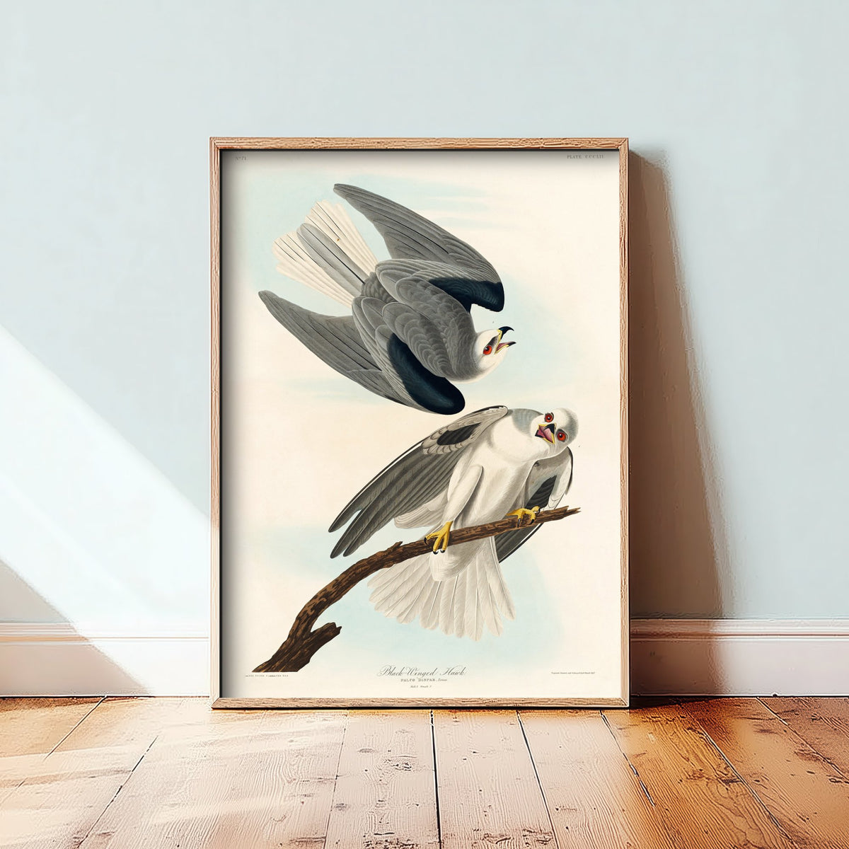 White-tailed Kite Art Print - John James Audubon Poster - Birds of America Vintage Illustration
