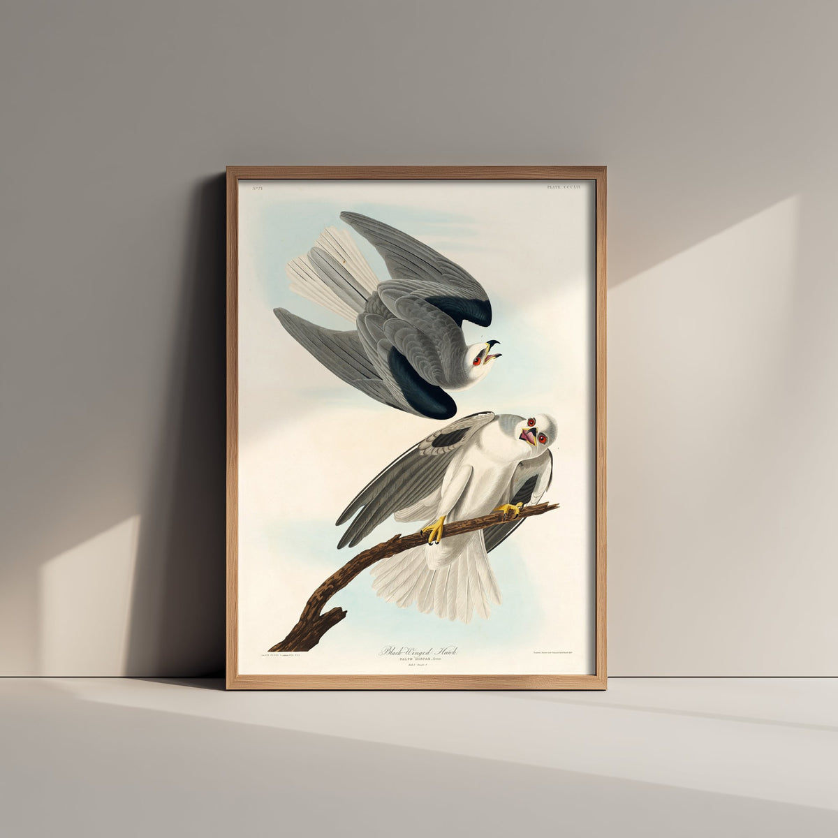 White-tailed Kite Art Print - John James Audubon Poster - Birds of America Vintage Illustration