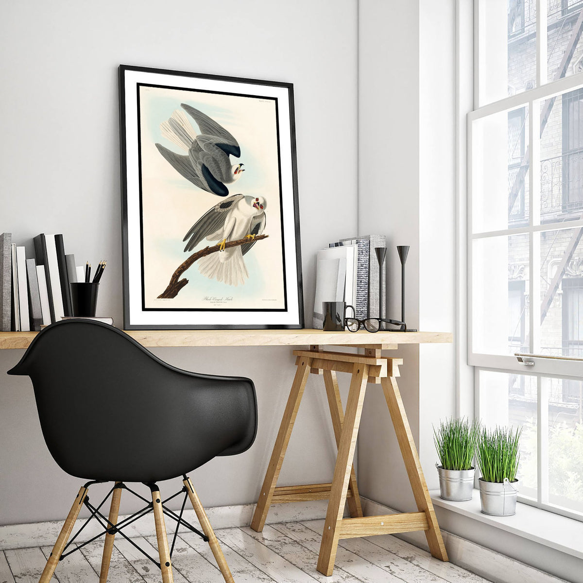 White-tailed Kite Art Print - John James Audubon Poster - Birds of America Vintage Illustration