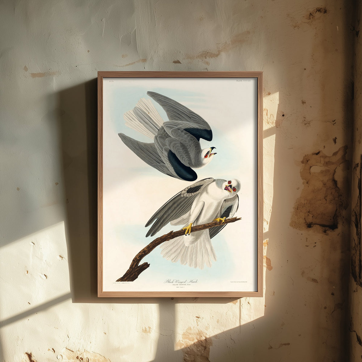 White-tailed Kite Art Print - John James Audubon Poster - Birds of America Vintage Illustration