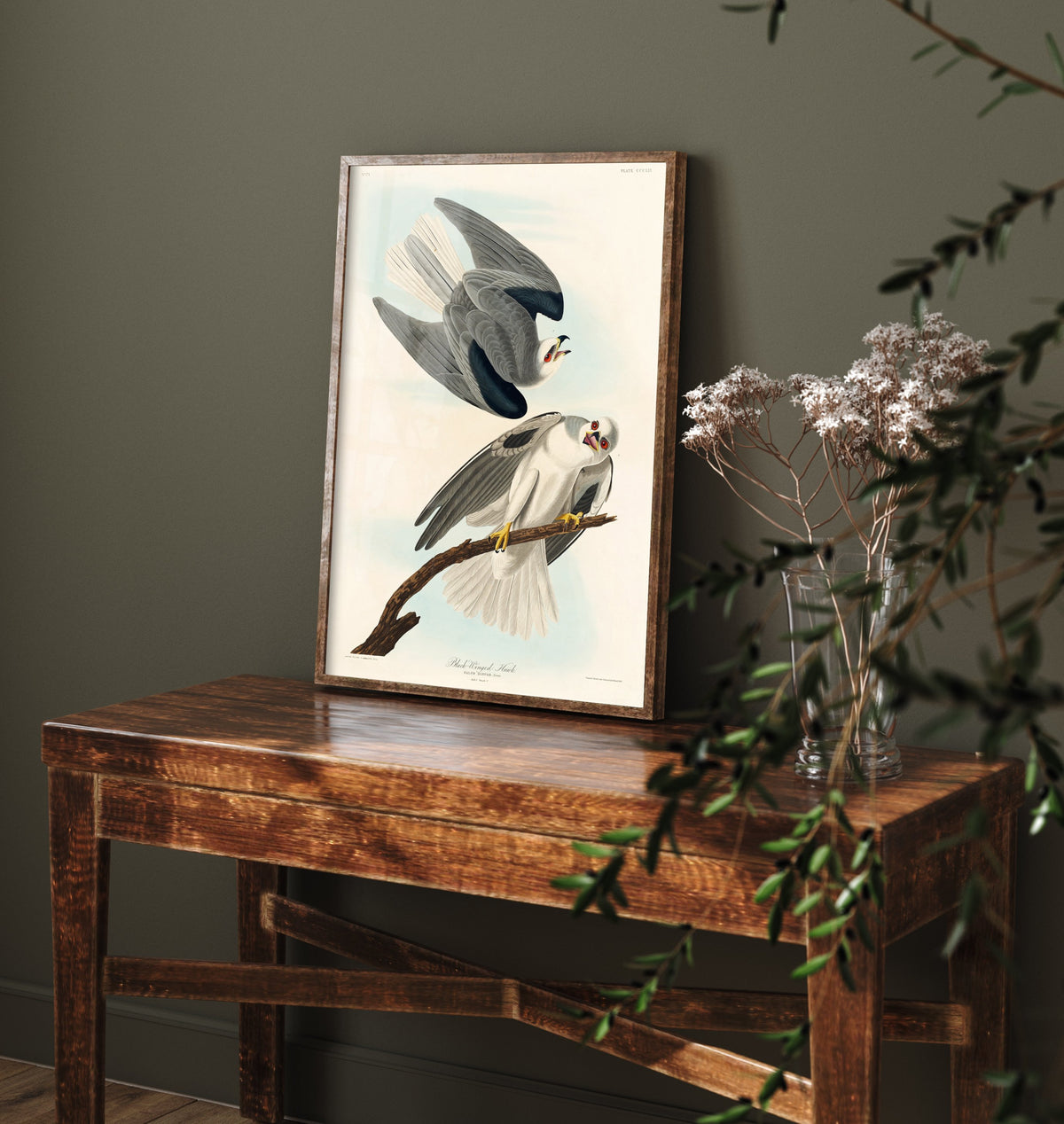 White-tailed Kite Art Print - John James Audubon Poster - Birds of America Vintage Illustration