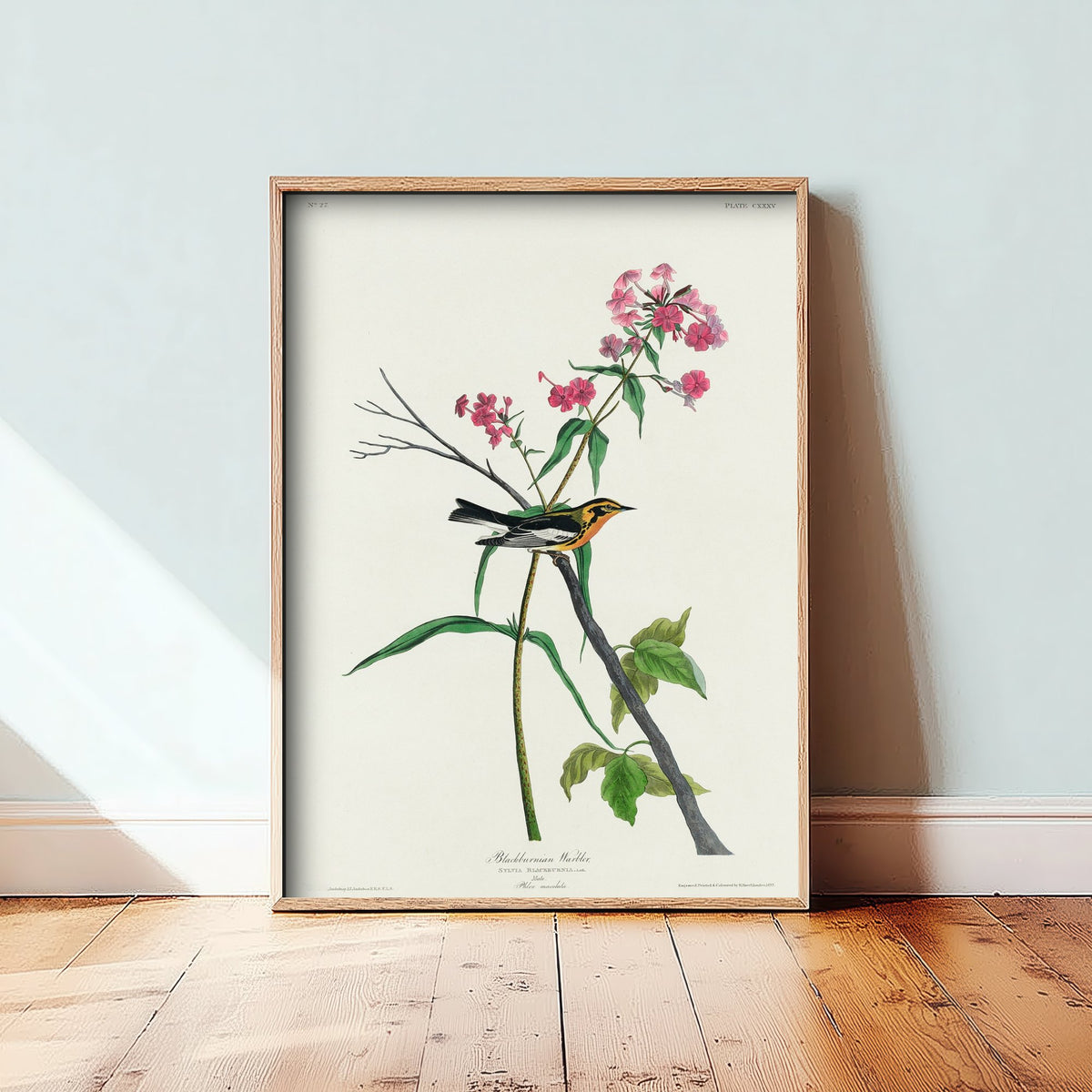 Blackburnian Warbler Art Print - John James Audubon Poster - Birds of America Vintage Illustration