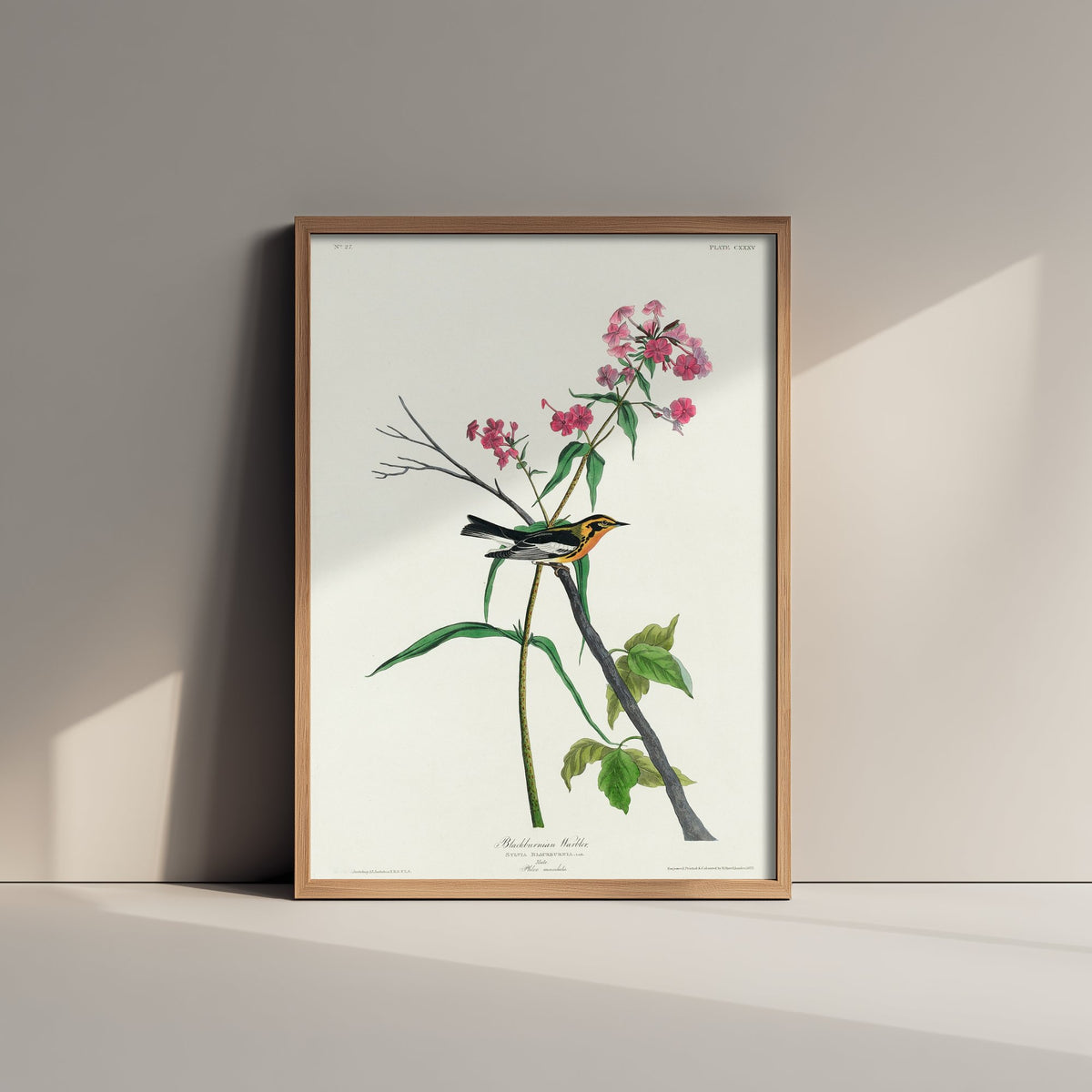 Blackburnian Warbler Art Print - John James Audubon Poster - Birds of America Vintage Illustration