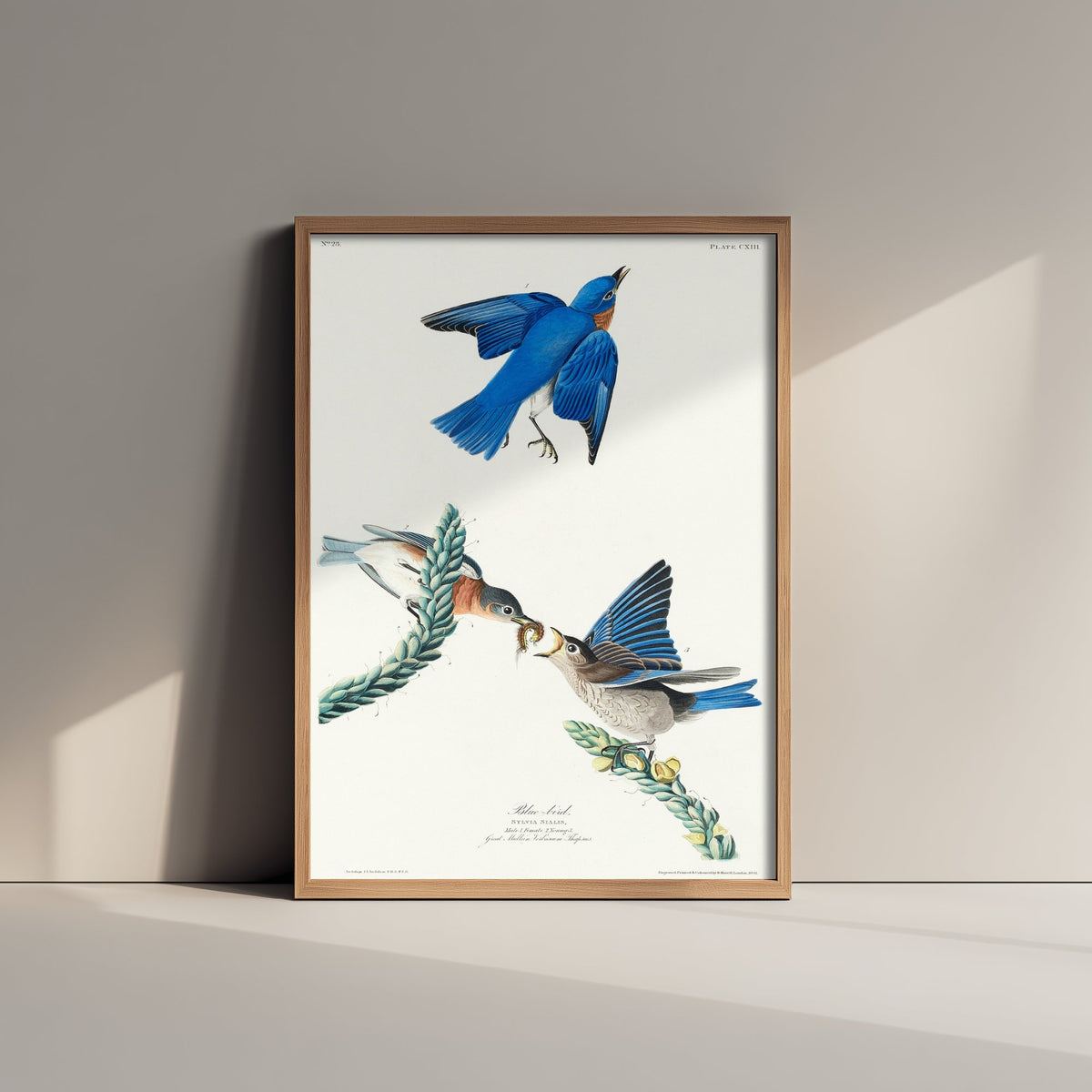 Eastern Bluebird Art Print - John James Audubon Poster - Birds of America Vintage Illustration