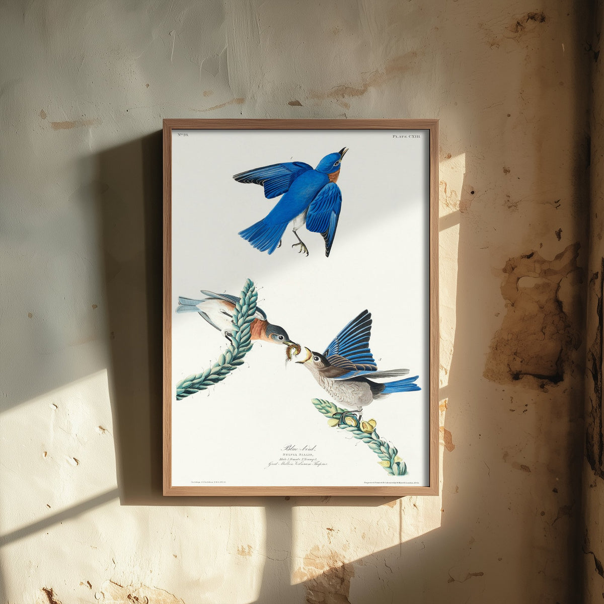 Eastern Bluebird Art Print - John James Audubon Poster - Birds of America Vintage Illustration