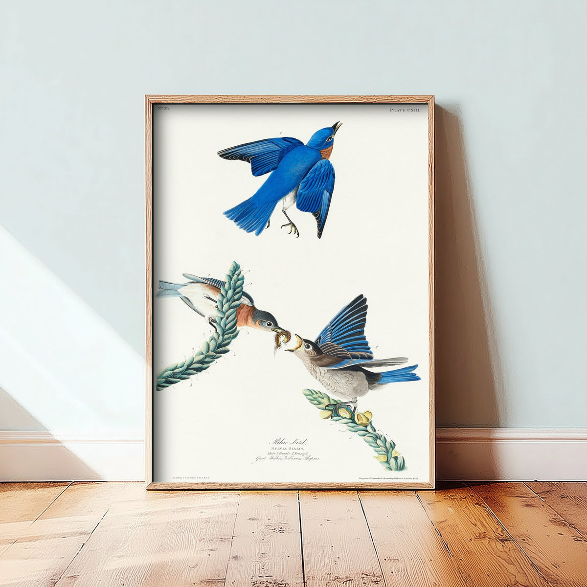 Eastern Bluebird Art Print - John James Audubon Poster - Birds of America Vintage Illustration