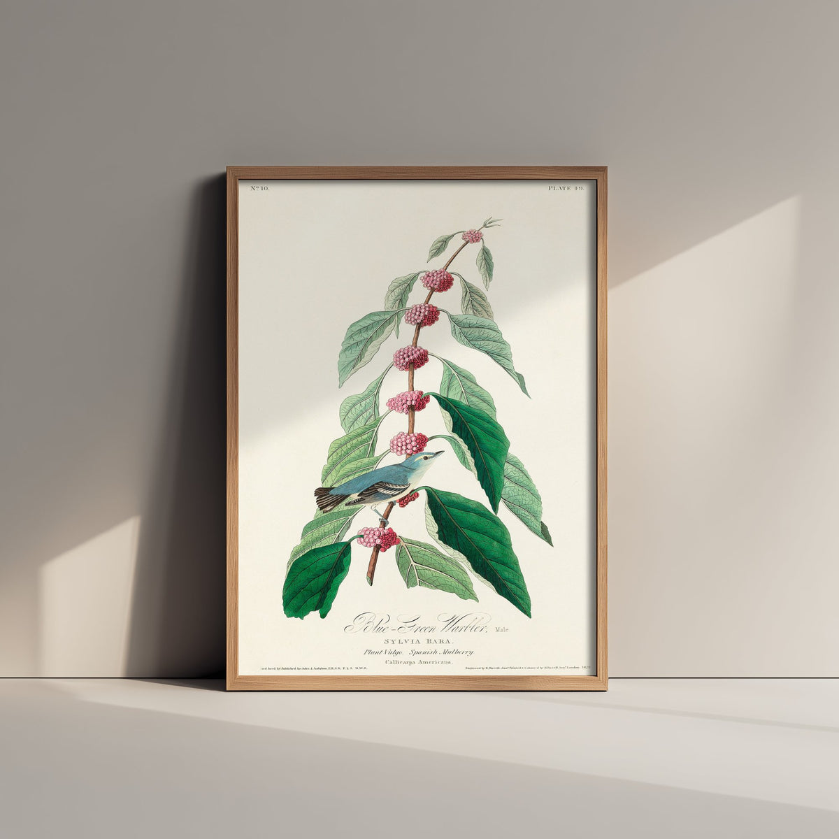 Cerulean Warbler Art Print - John James Audubon Poster - Birds of America Vintage Illustration