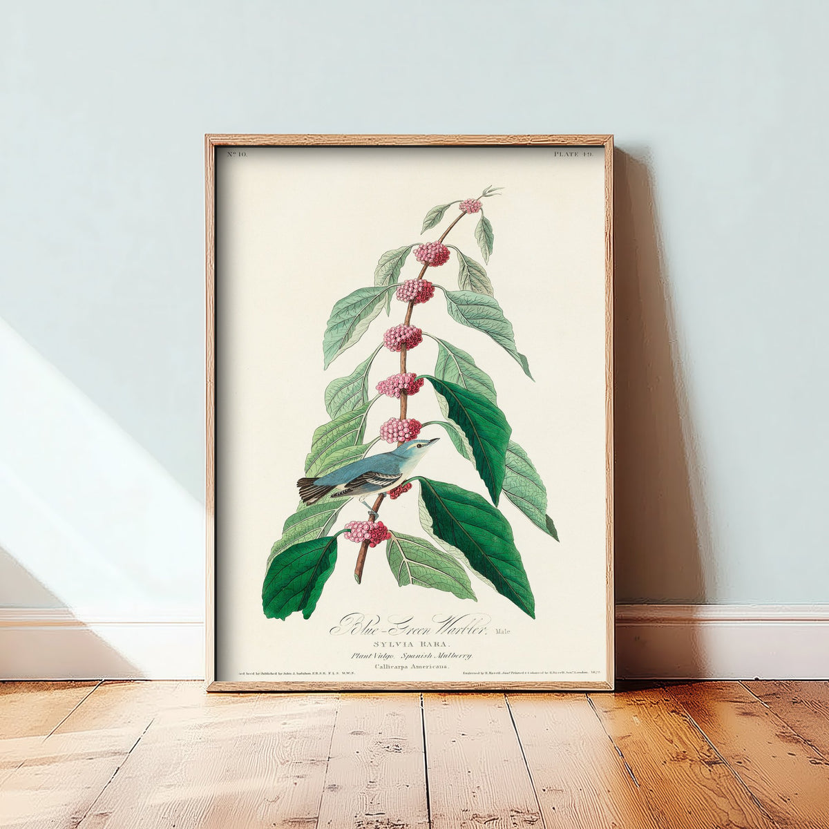 Cerulean Warbler Art Print - John James Audubon Poster - Birds of America Vintage Illustration