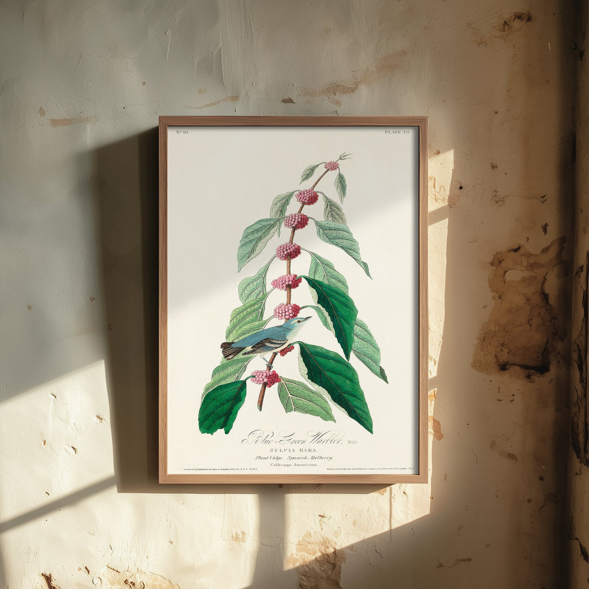 Cerulean Warbler Art Print - John James Audubon Poster - Birds of America Vintage Illustration