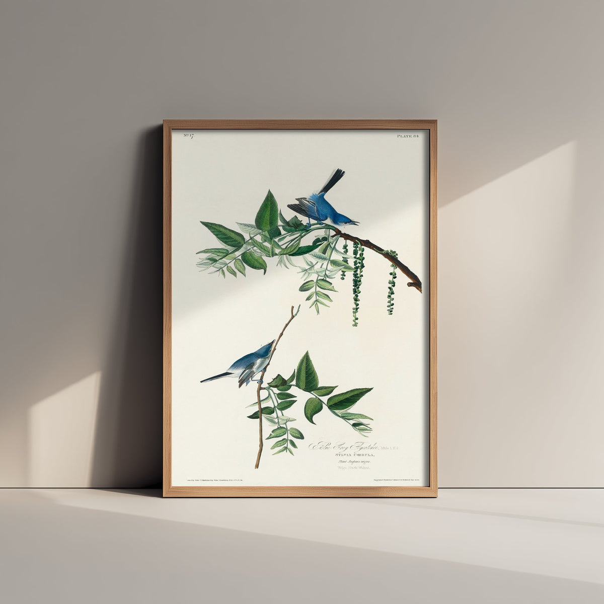Blue-grey Gnatcatcher Art Print - John James Audubon Poster - Birds of America Vintage Illustration