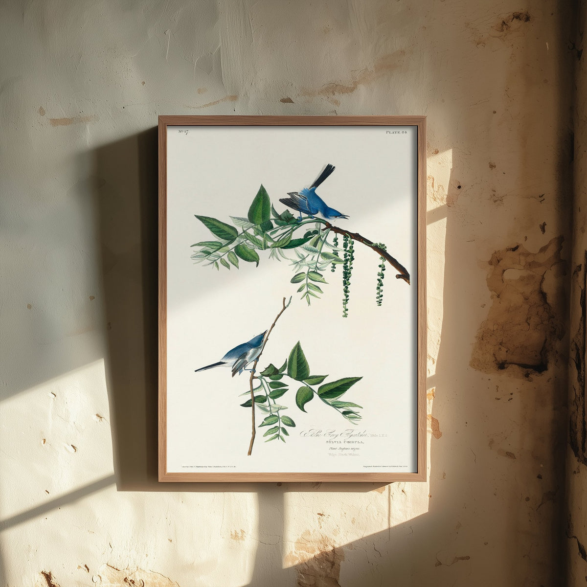 Blue-grey Gnatcatcher Art Print - John James Audubon Poster - Birds of America Vintage Illustration