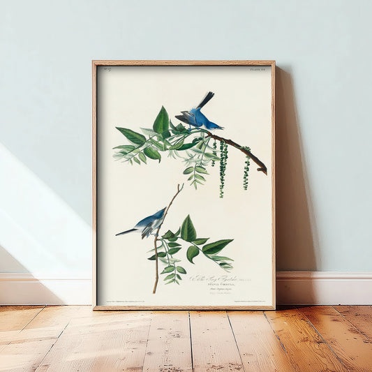 Blue-grey Gnatcatcher Art Print - John James Audubon Poster - Birds of America Vintage Illustration