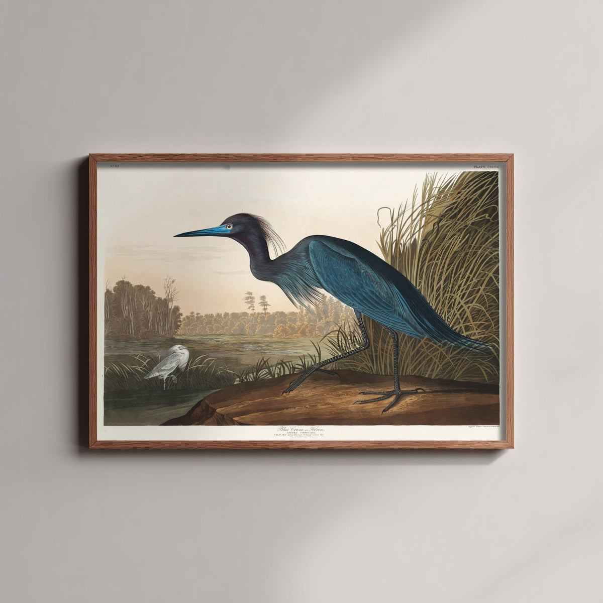Little Blue Heron Art Print - John James Audubon Poster - Birds of America Vintage Illustration