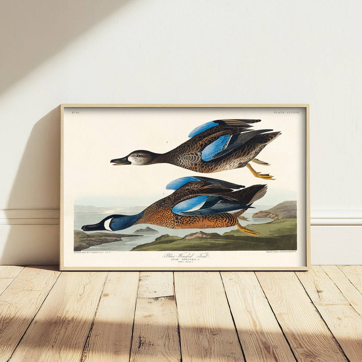 Blue-winged Teal Art Print - John James Audubon Poster - Birds of America Vintage Illustration