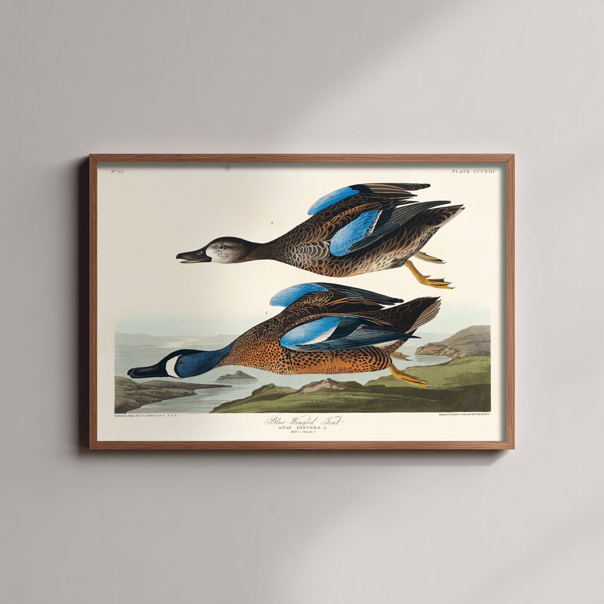 Blue-winged Teal Art Print - John James Audubon Poster - Birds of America Vintage Illustration