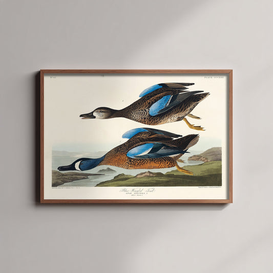 Blue-winged Teal Art Print - John James Audubon Poster - Birds of America Vintage Illustration