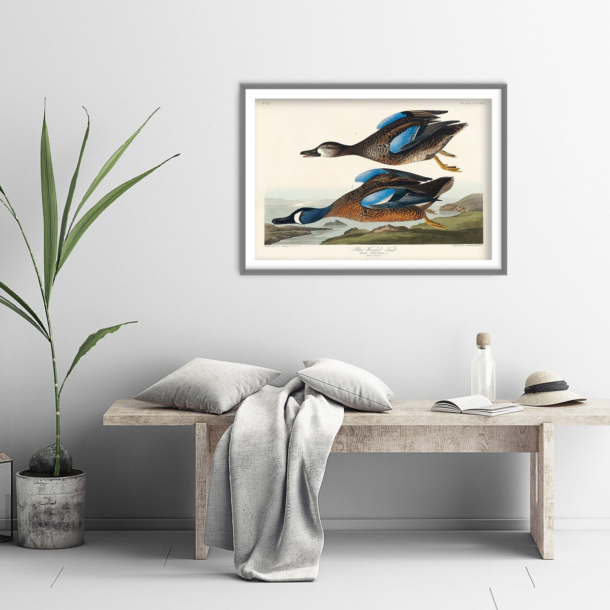 Blue-winged Teal Art Print - John James Audubon Poster - Birds of America Vintage Illustration