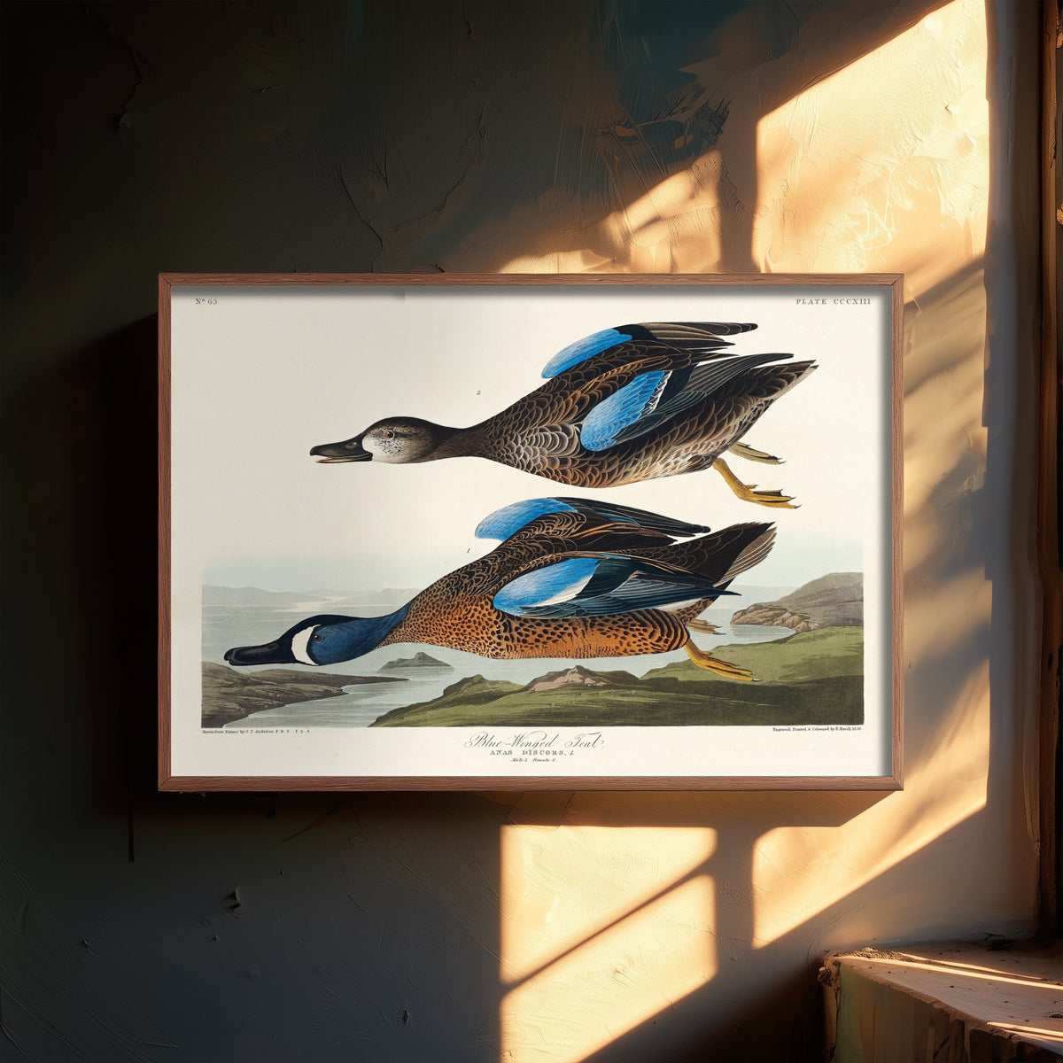 Blue-winged Teal Art Print - John James Audubon Poster - Birds of America Vintage Illustration