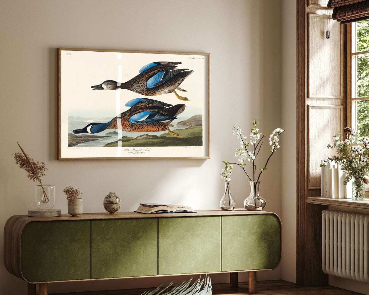 Blue-winged Teal Art Print - John James Audubon Poster - Birds of America Vintage Illustration