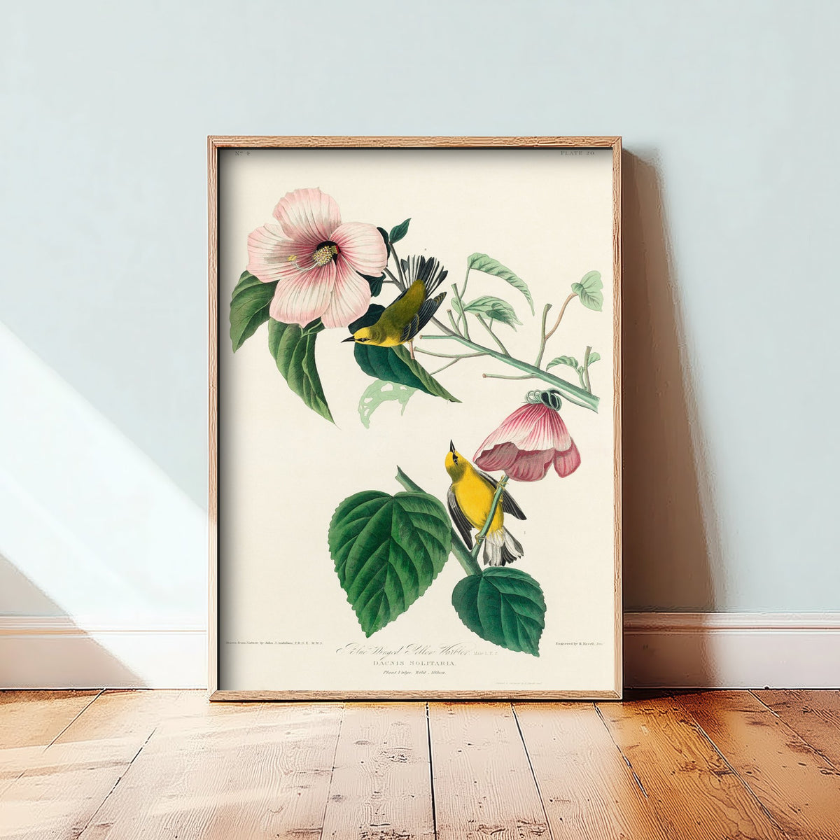 Blue-winged Warbler Art Print - John James Audubon Poster - Birds of America Vintage Illustration