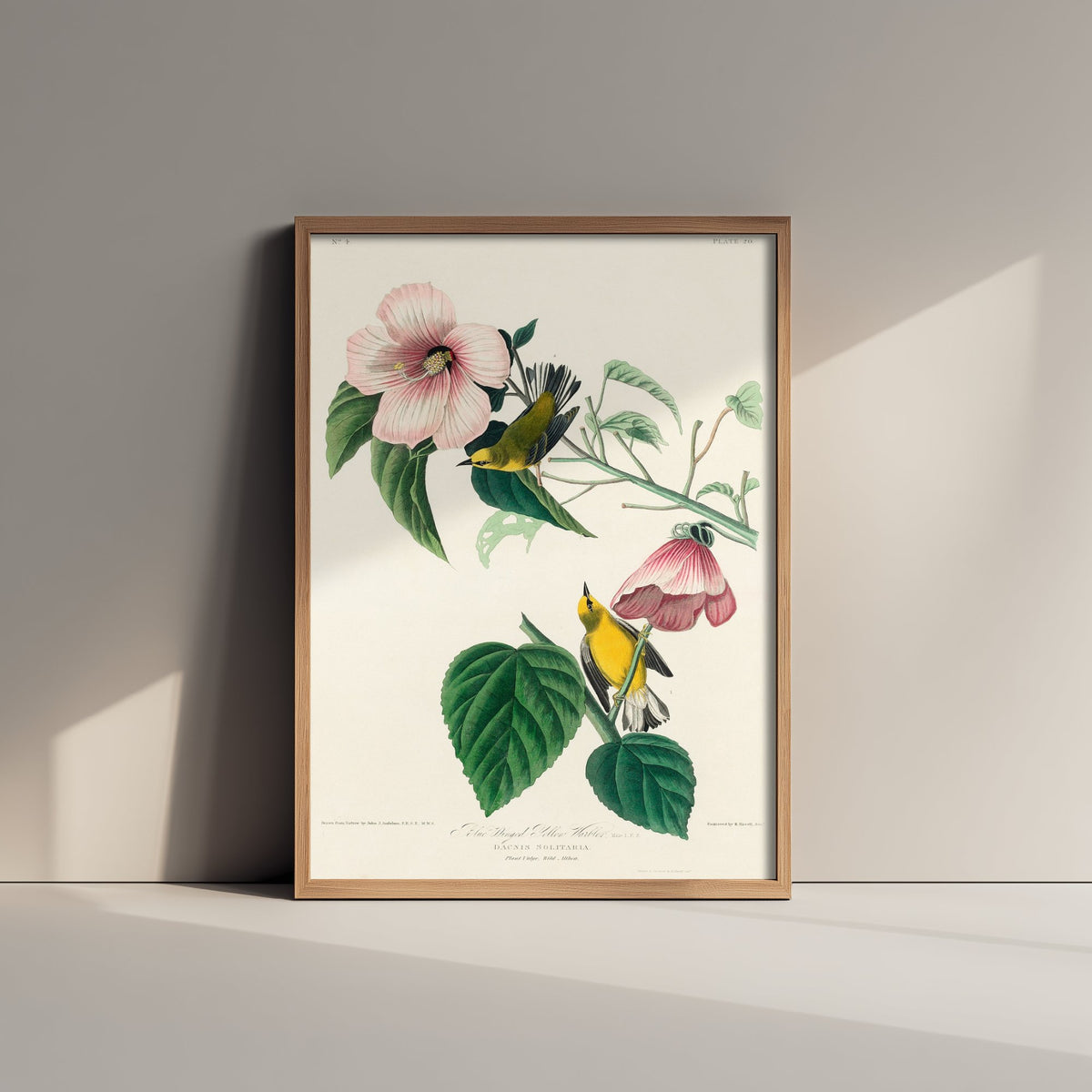 Blue-winged Warbler Art Print - John James Audubon Poster - Birds of America Vintage Illustration