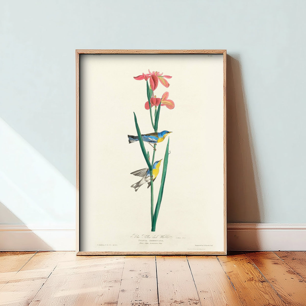 Northern Parula Art Print - John James Audubon Poster - Birds of America Vintage Illustration