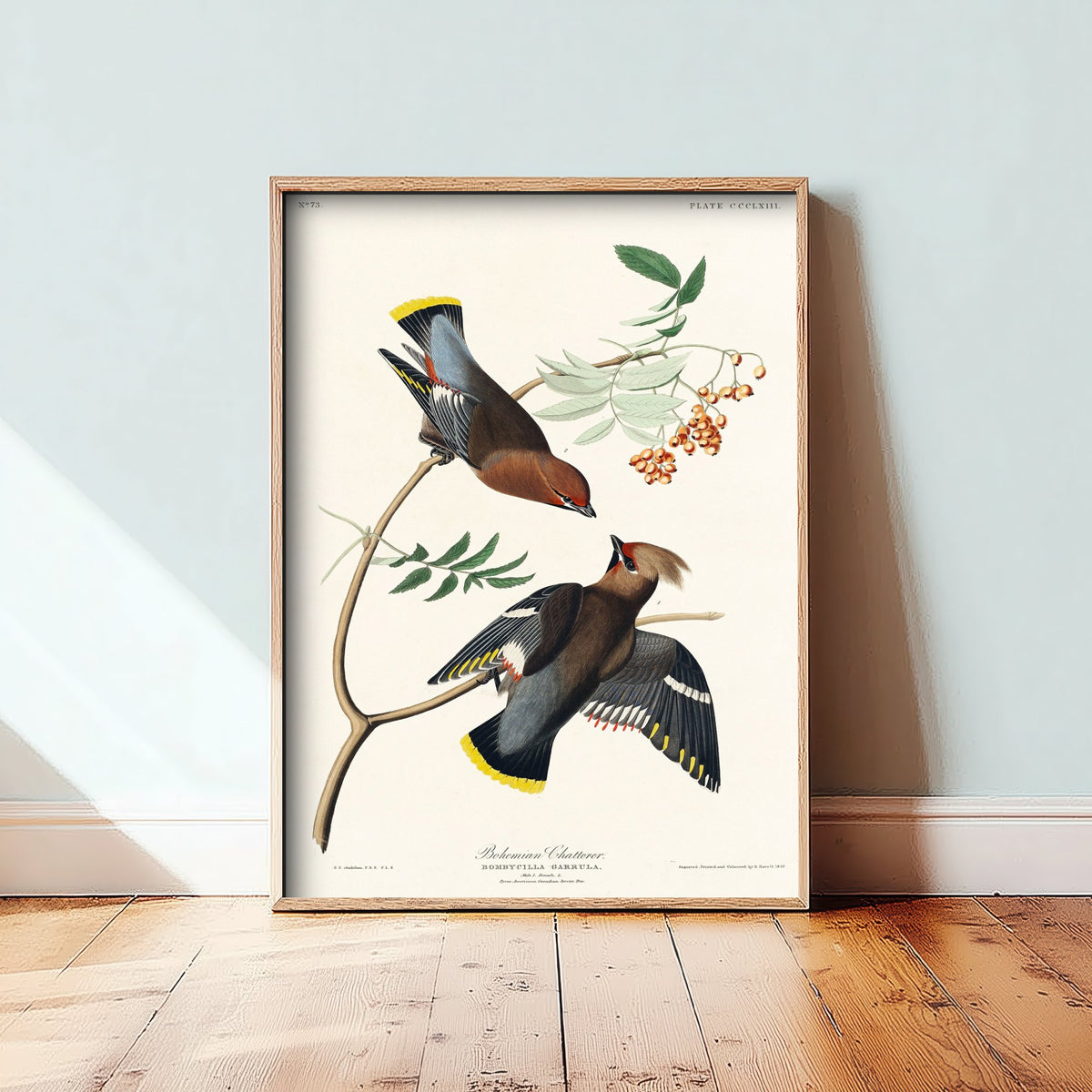 Bohemian Waxwing Art Print - John James Audubon Poster - Birds of America Vintage Illustration