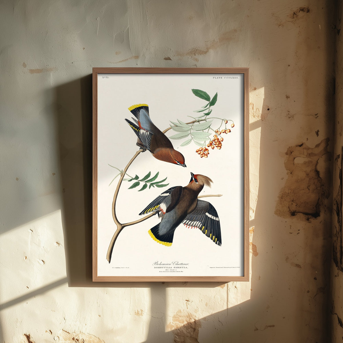 Bohemian Waxwing Art Print - John James Audubon Poster - Birds of America Vintage Illustration