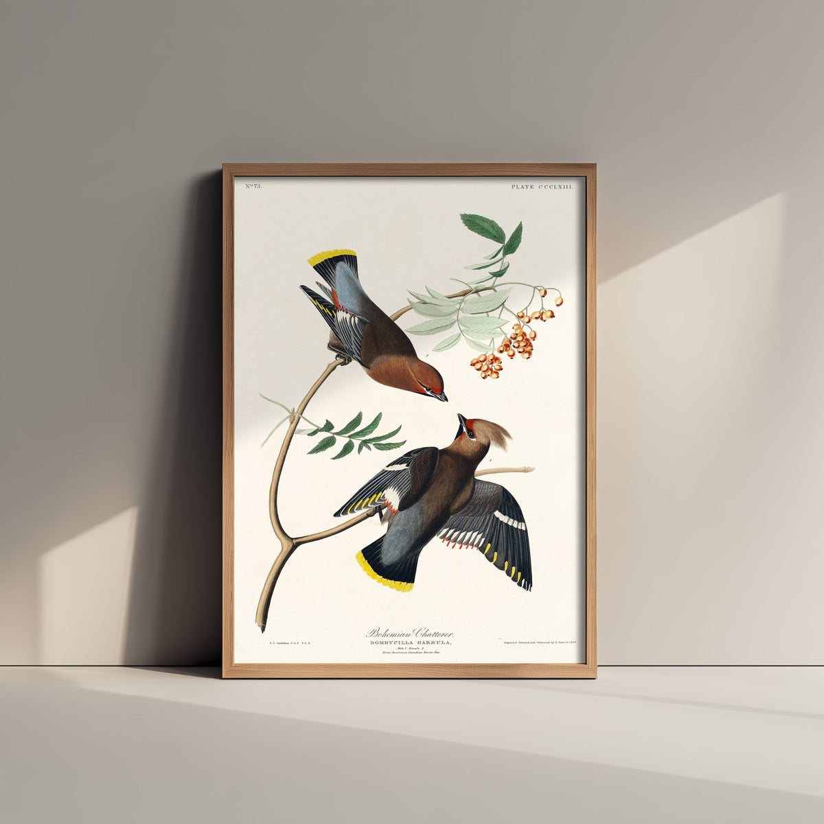 Bohemian Waxwing Art Print - John James Audubon Poster - Birds of America Vintage Illustration