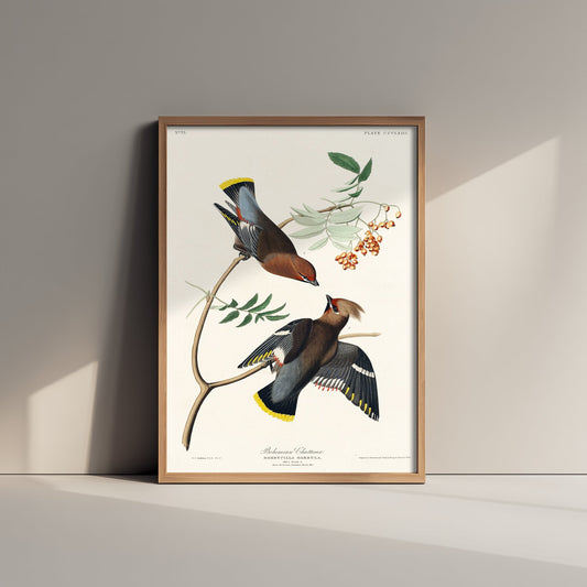 Bohemian Waxwing Art Print - John James Audubon Poster - Birds of America Vintage Illustration