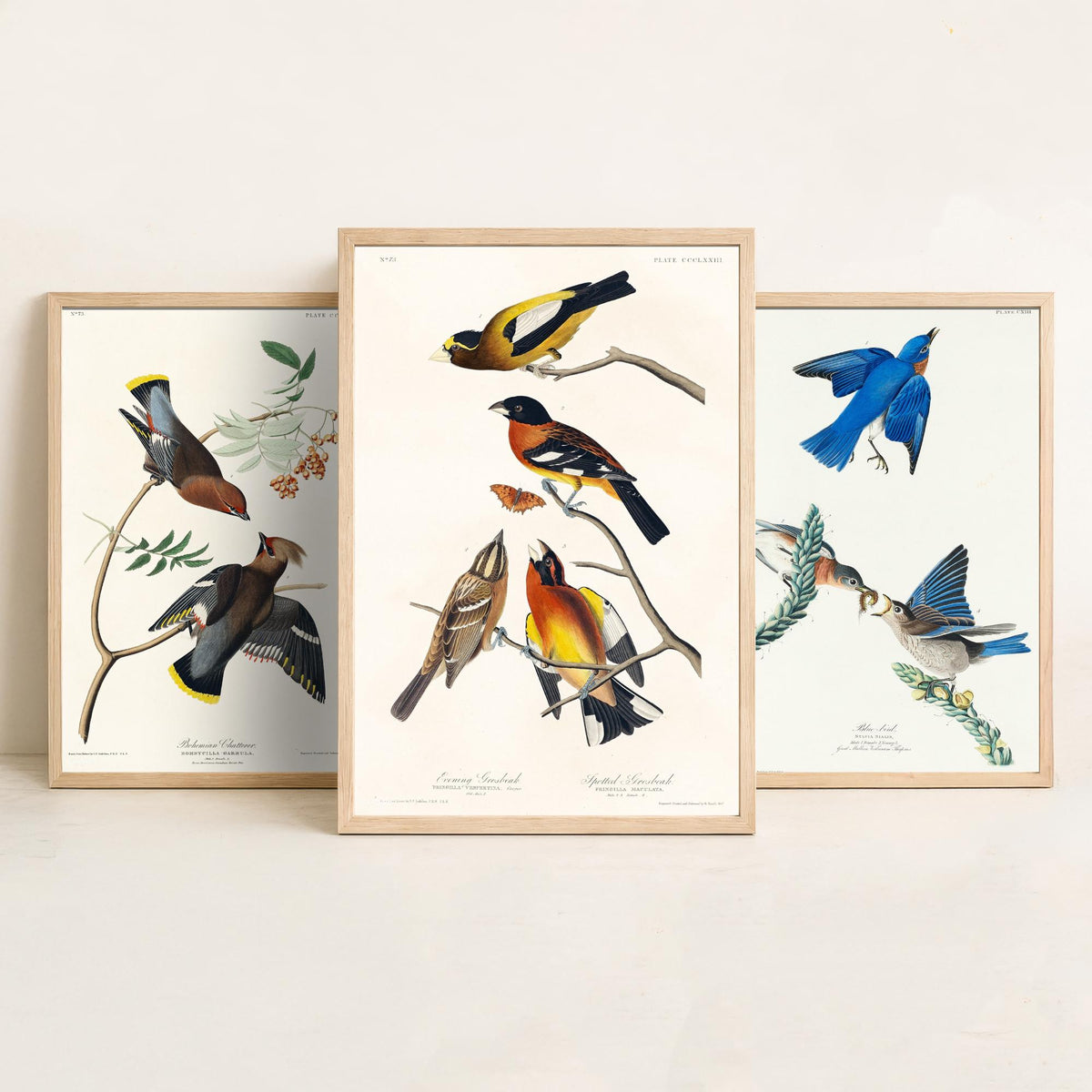 Set of Three John James Audubon Prints - Bohemian Chatterer Bluebird and Evening Grosbeak - 3 Bird Paintings Poster Wall Art