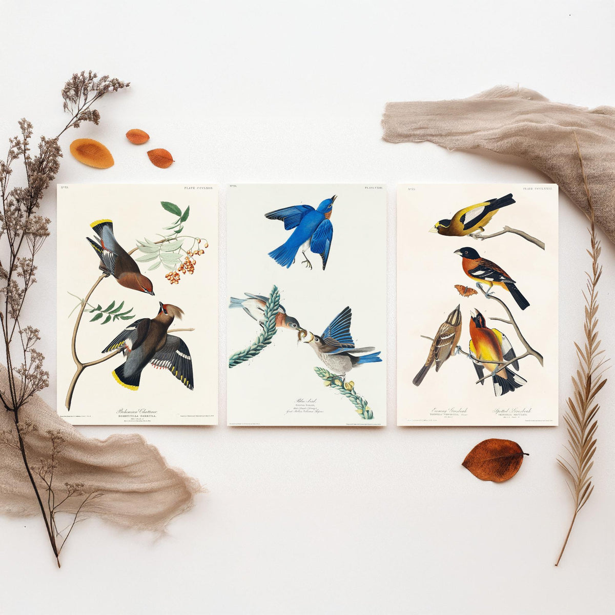 Set of Three John James Audubon Prints - Bohemian Chatterer Bluebird and Evening Grosbeak - 3 Bird Paintings Poster Wall Art