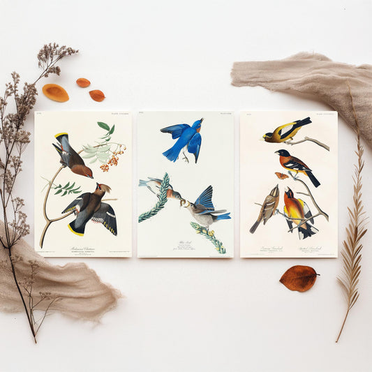 Set of Three John James Audubon Prints - Bohemian Chatterer Bluebird and Evening Grosbeak - 3 Bird Paintings Poster Wall Art