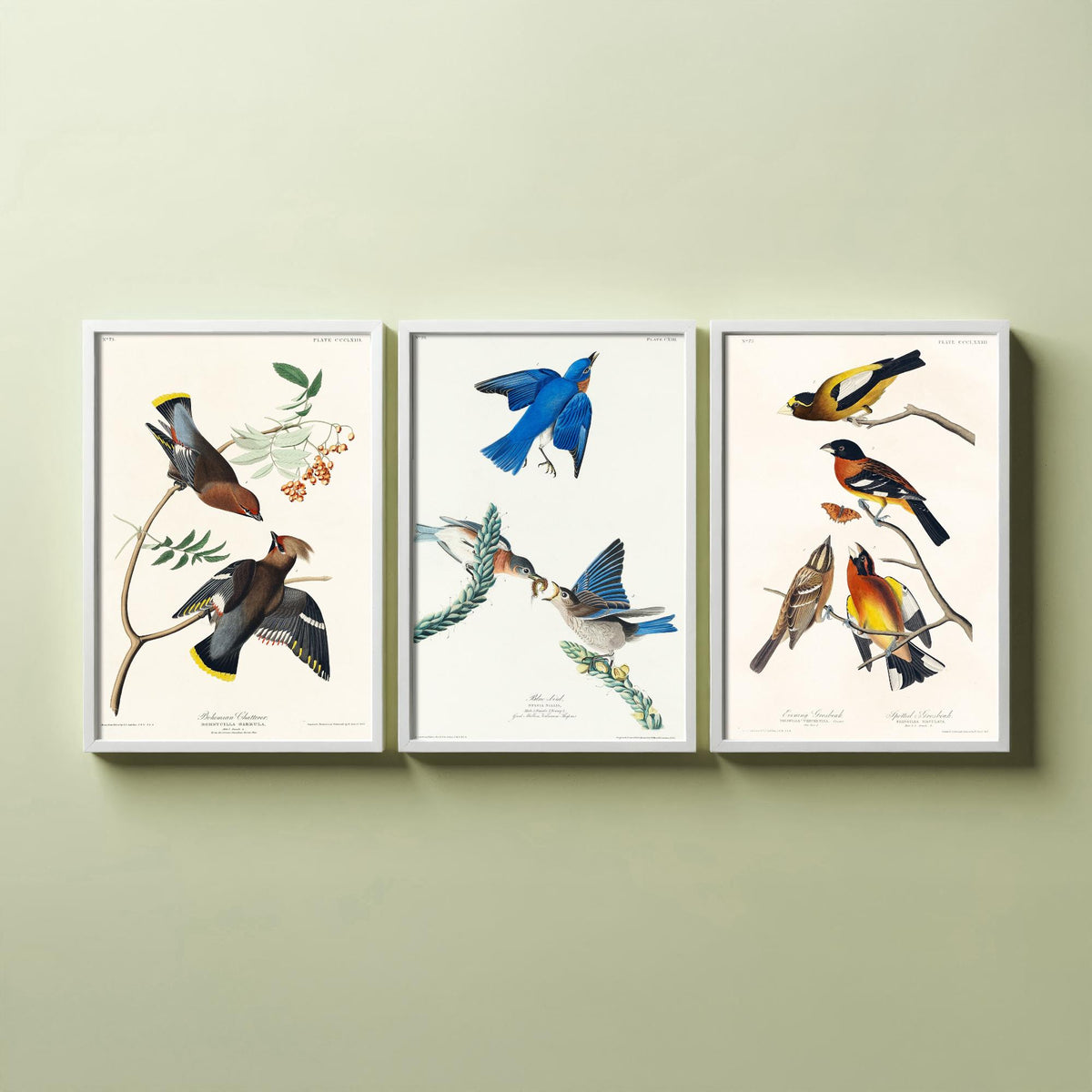 Set of Three John James Audubon Prints - Bohemian Chatterer Bluebird and Evening Grosbeak - 3 Bird Paintings Poster Wall Art